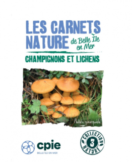 champignons-et-lichens-5109014