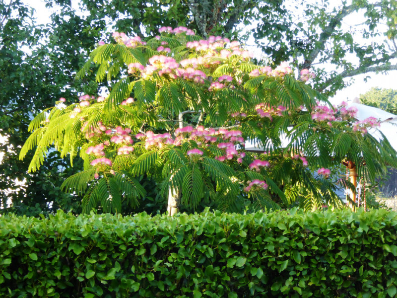 857889_albizia-logis-2017_orig 857889_albizia-logis-2017_orig